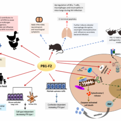 Virus influenza particle ethnicity infection protection disease